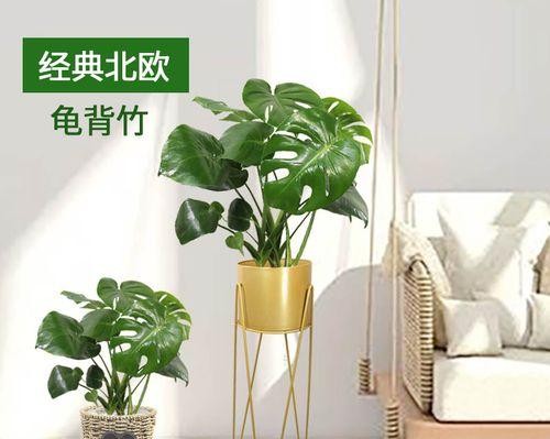 龟背竹——理想的卧室植物（为你的睡眠环境带来健康、美丽和平静）