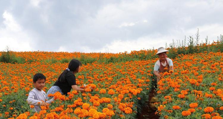 万寿菊种植技术全解析（如何打造高产、高质的万寿菊？-）