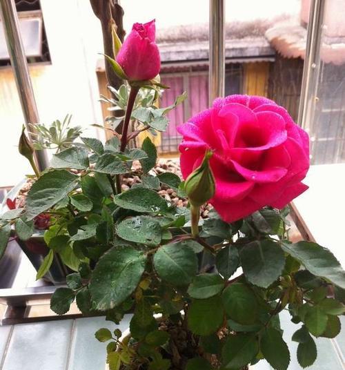 盆栽玫瑰花养殖方法及注意事项（打造精致花园，从盆栽玫瑰花开始）