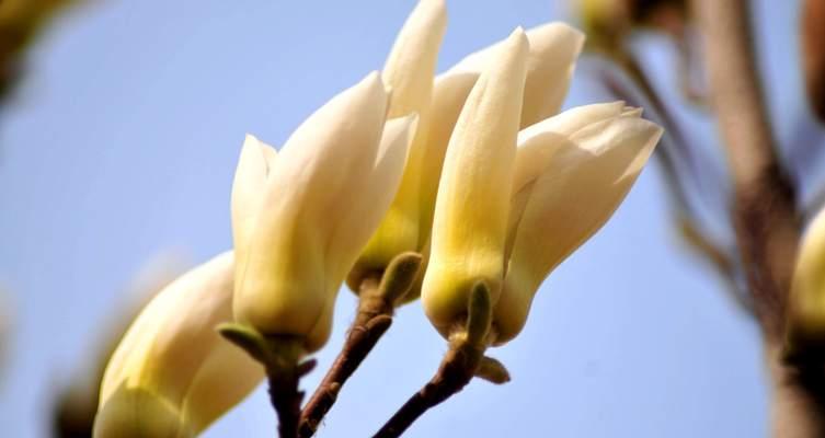 白兰花的象征意义（探寻白兰花的内涵与传承）