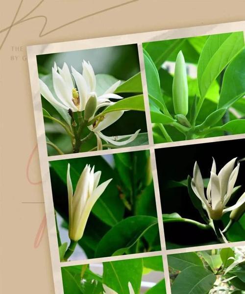 白兰花的象征意义（探寻白兰花的内涵与传承）