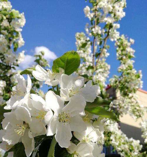 白色海棠花语（传承百年的纯洁与坚强）