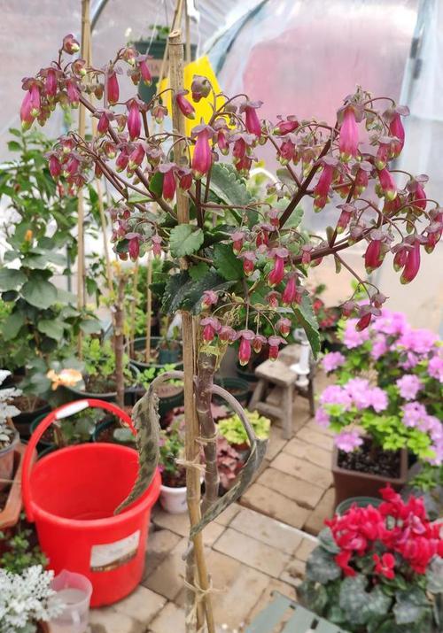 长寿花语的区别（以长寿花语为例，探究不同植物在落地生根过程中的区别）