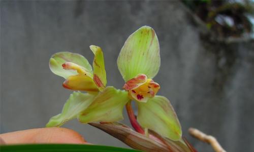 以春兰为主题的花卉盛宴（探索春兰的独特魅力，品味丰富的花卉文化）