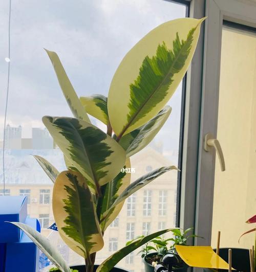 橡皮树的寓意与启示（探索橡皮树的象征意义与团队合作精神）