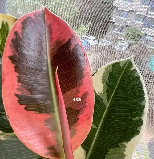 橡皮树的寓意与启示（探索橡皮树的象征意义与团队合作精神）