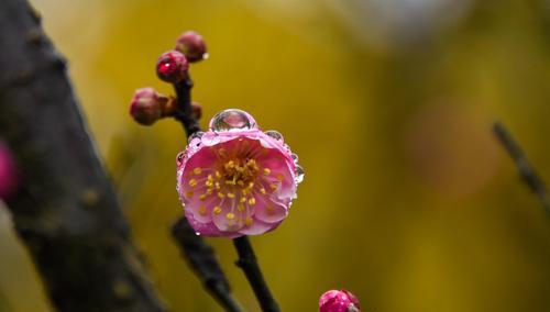 冬天梅花的特点及魅力（冬天梅花的傲然与坚韧）