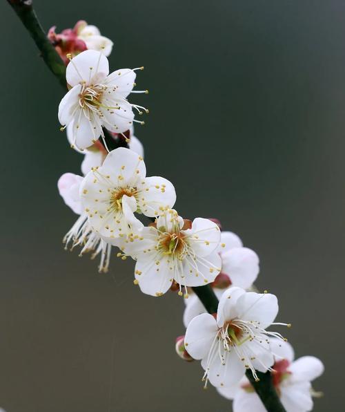冬天梅花的特点及魅力（冬天梅花的傲然与坚韧）