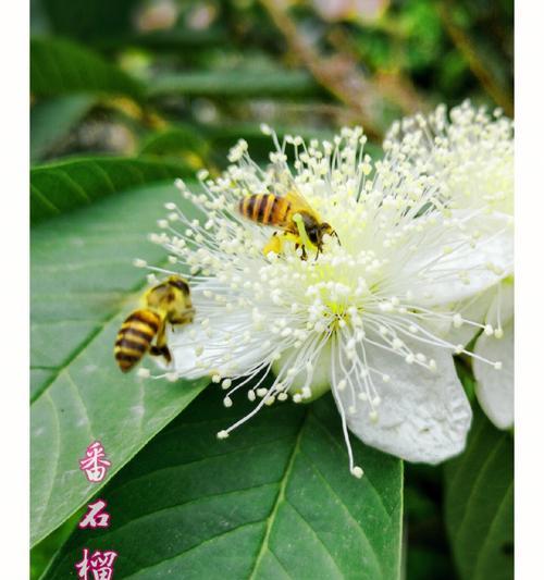 番石榴花语（探秘番石榴花语的意义与传承）