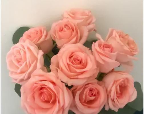 芬德拉玫瑰花语（探索芬德拉玫瑰花语的象征意义与传递的深情之语）