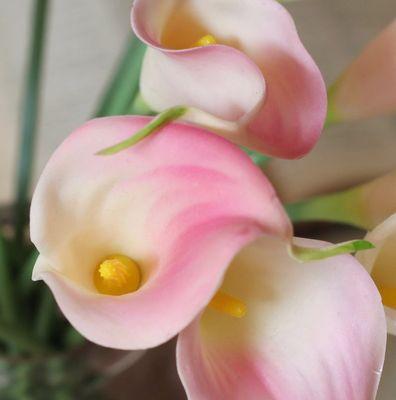 粉色马蹄莲花（恬静的粉色，象征着爱与希望）