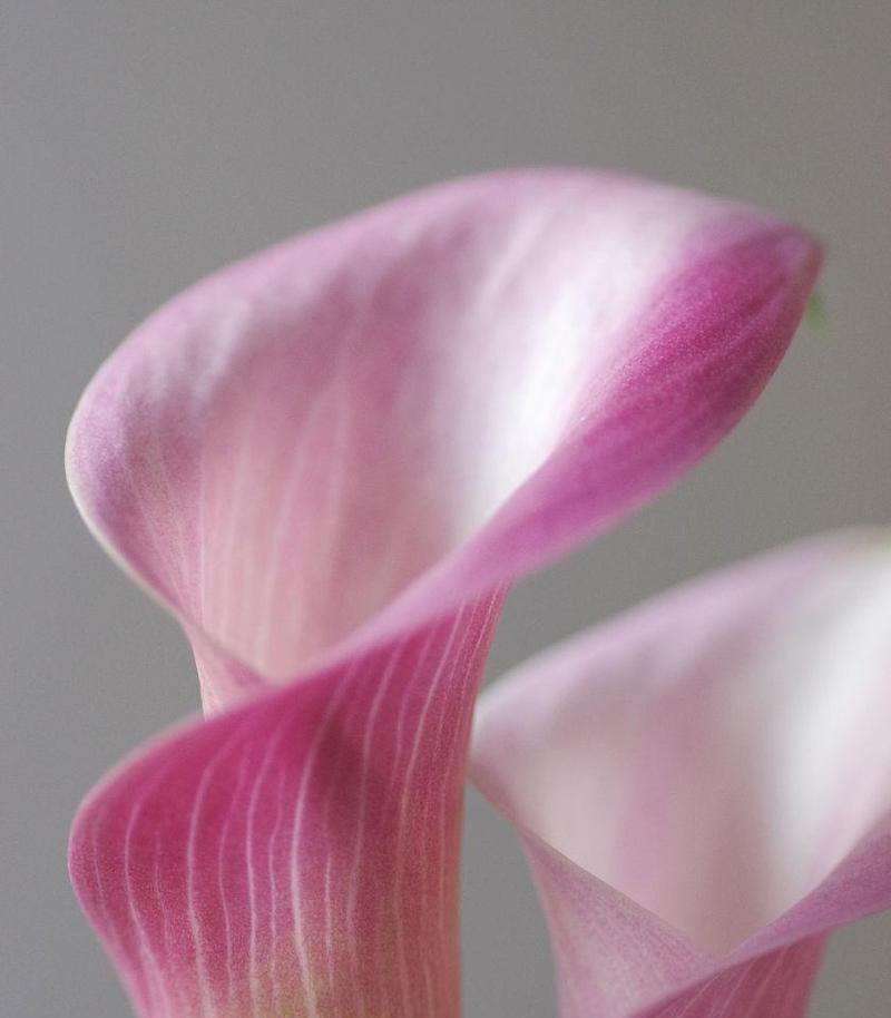 粉色马蹄莲花（恬静的粉色，象征着爱与希望）