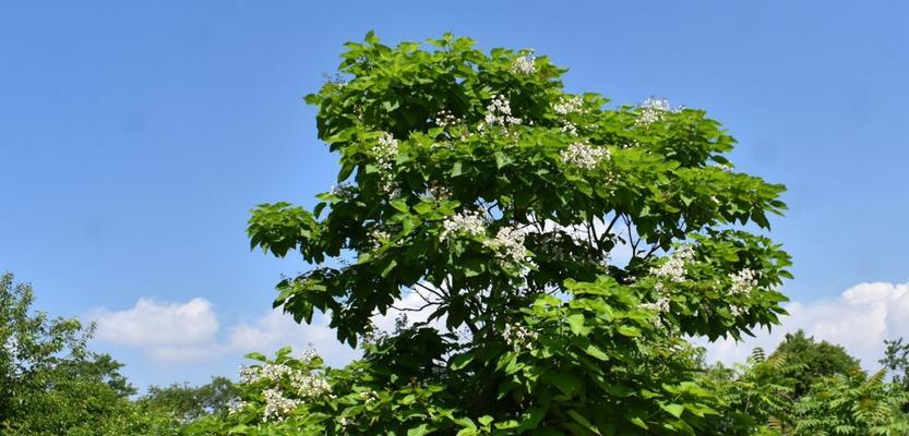 探秘神木——梓树（从历史、生态、药用三个方面了解梓树）