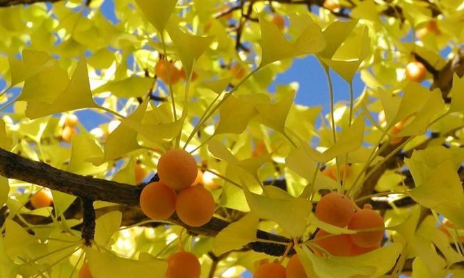 银杏，裸子植物的代表（了解银杏的生态特征与文化价值）