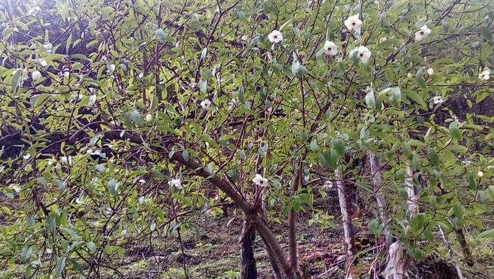 玉兰树的种植方法与技巧（从选地到养护，打造私家园林的必备指南）