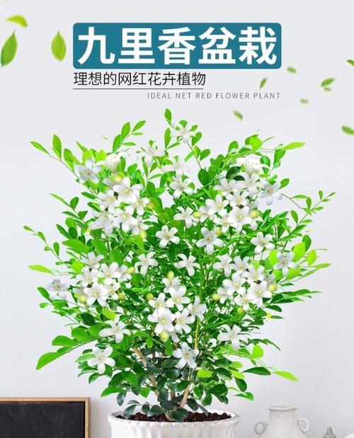 九里香春天修剪指南（教你轻松打理美丽花园，缔造春日美景）