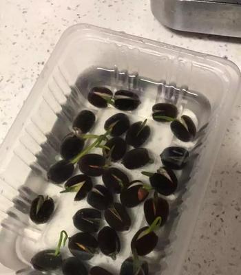 碗莲种子发芽的方法（种植技巧分享，让你轻松种出美丽的碗莲）