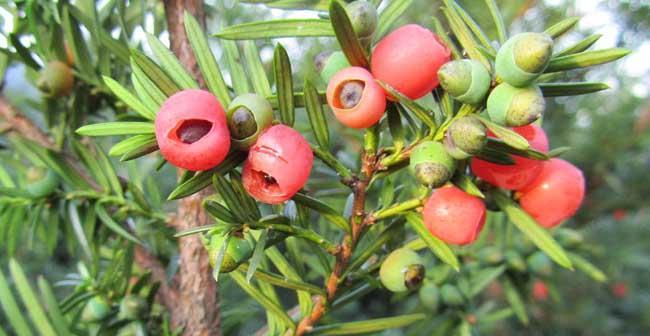 探秘红豆杉果（从树木到美味佳肴，一颗小果实的奇妙之旅）