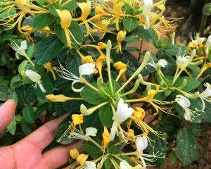 金银花的花期及生长习性（了解金银花，掌握种植技巧）