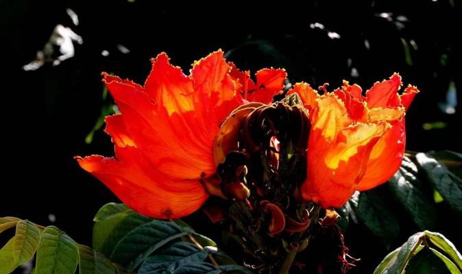 火炬花的养殖方法（打造绚丽缤纷的花园——火炬花养殖技巧）