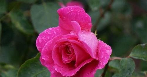 玫瑰与月季的区别（从花形、花期、栽培、品种等方面分析）