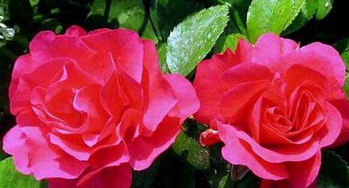 玫瑰与月季的区别（从花形、花期、栽培、品种等方面分析）