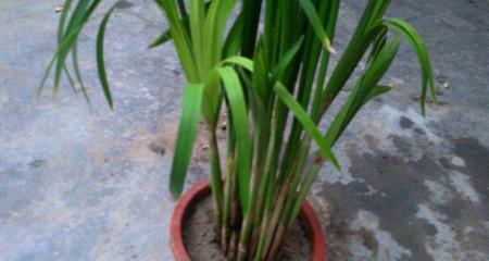 伞竹的种植与养护（从选择种苗到科学管理，让伞竹在家中生长茂盛）
