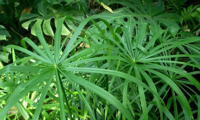 伞竹的种植与养护（从选择种苗到科学管理，让伞竹在家中生长茂盛）