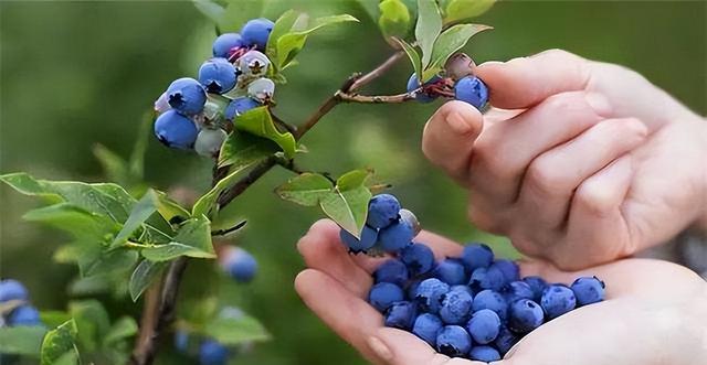 蓝莓种植指南（从选地到收成，全面掌握技巧）