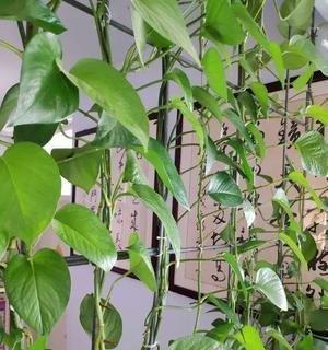绿箩藤的养殖技巧（打造天然氧吧，享受绿色健康生活）