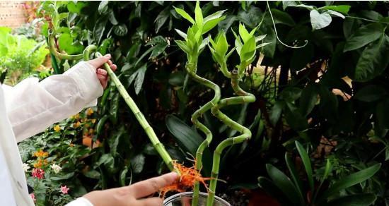 如何正确打理富贵竹的生长（应对富贵竹生长过高的情况，让其保持适宜高度）