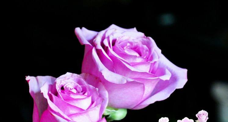 紫玫瑰的象征意义（探讨紫玫瑰在不同文化和场合中所代表的含义与价值）