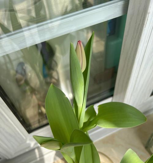 郁金香开花后的护理方法（让你的郁金香更加美丽）