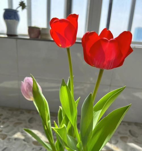 郁金香开花后的护理方法（让你的郁金香更加美丽）