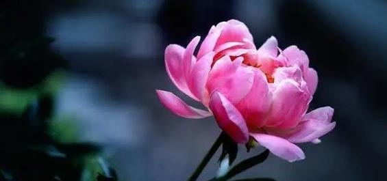 芍药花语与寓意——探究芍药的美丽与内涵（探秘芍药的花语及其传递的情感）