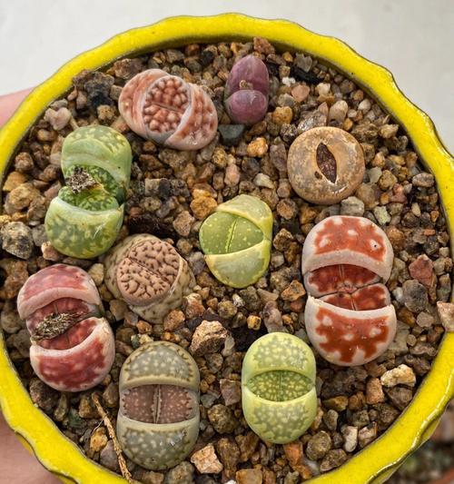 生石花花语解读（探索生石花的神秘语言，感受自然与美的交融之美）