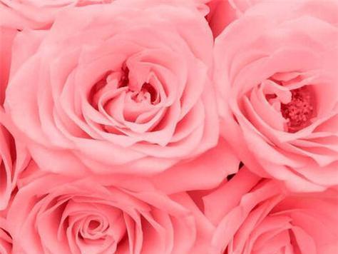 粉色玫瑰的花语及其象征的爱情意义（十一朵粉色玫瑰的神秘力量与情感表达）