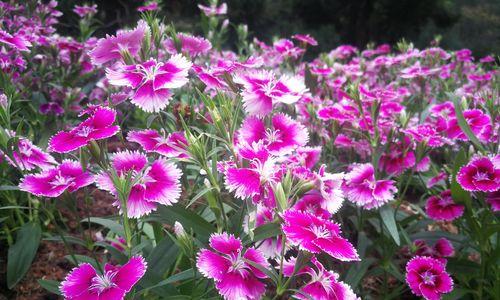 石竹花的寓意与象征（探索石竹花的美丽与深意）