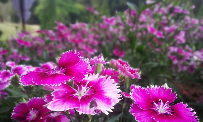 石竹花的寓意与象征（探索石竹花的美丽与深意）
