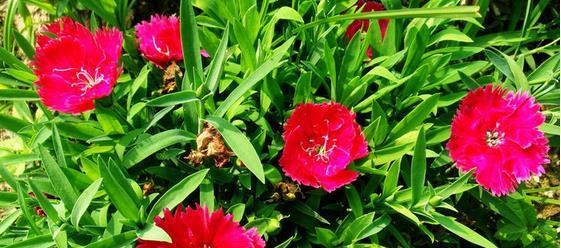 石竹花的花语与寓意（美丽而深刻的花语，揭示内心情感）