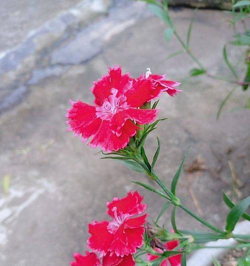 石竹花的花语与寓意（美丽而深刻的花语，揭示内心情感）