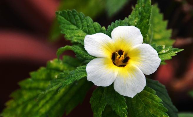 时钟花（传承千年的时钟花传说与神奇力量）