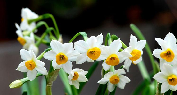 水仙花（探寻水仙花的文化意义与美学价值）