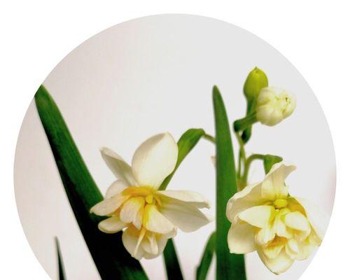 水仙花（探寻水仙花的文化意义与美学价值）