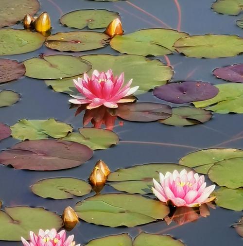 睡莲的花语及其象征意义（解读睡莲的深层寓意，探寻自然之美）