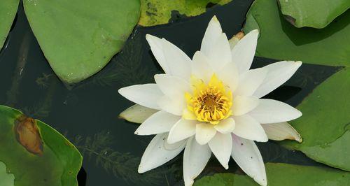睡莲的花语和象征意义（探索睡莲之美，从花语读懂生活的智慧）