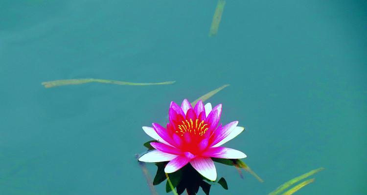睡莲的花语和象征意义（探索睡莲之美，从花语读懂生活的智慧）