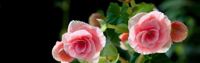 四季海棠的花语与意义（以四季海棠为媒介，探寻自然花语的美丽）