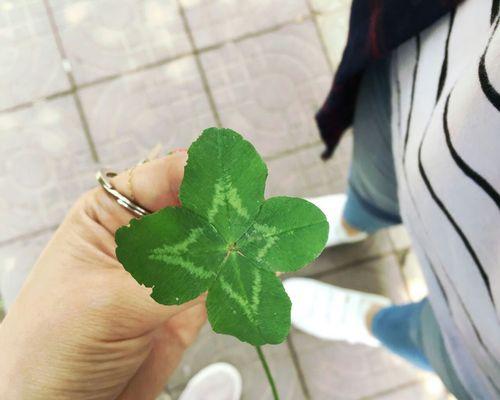 四叶草的神秘意义（探寻四叶草的吉祥象征）