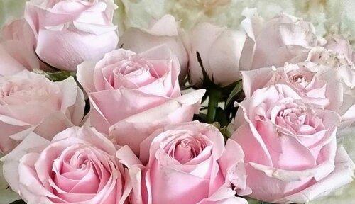 粉色玫瑰的象征意义及传达的情感（以送粉色玫瑰表达爱意和友情的关键意义）